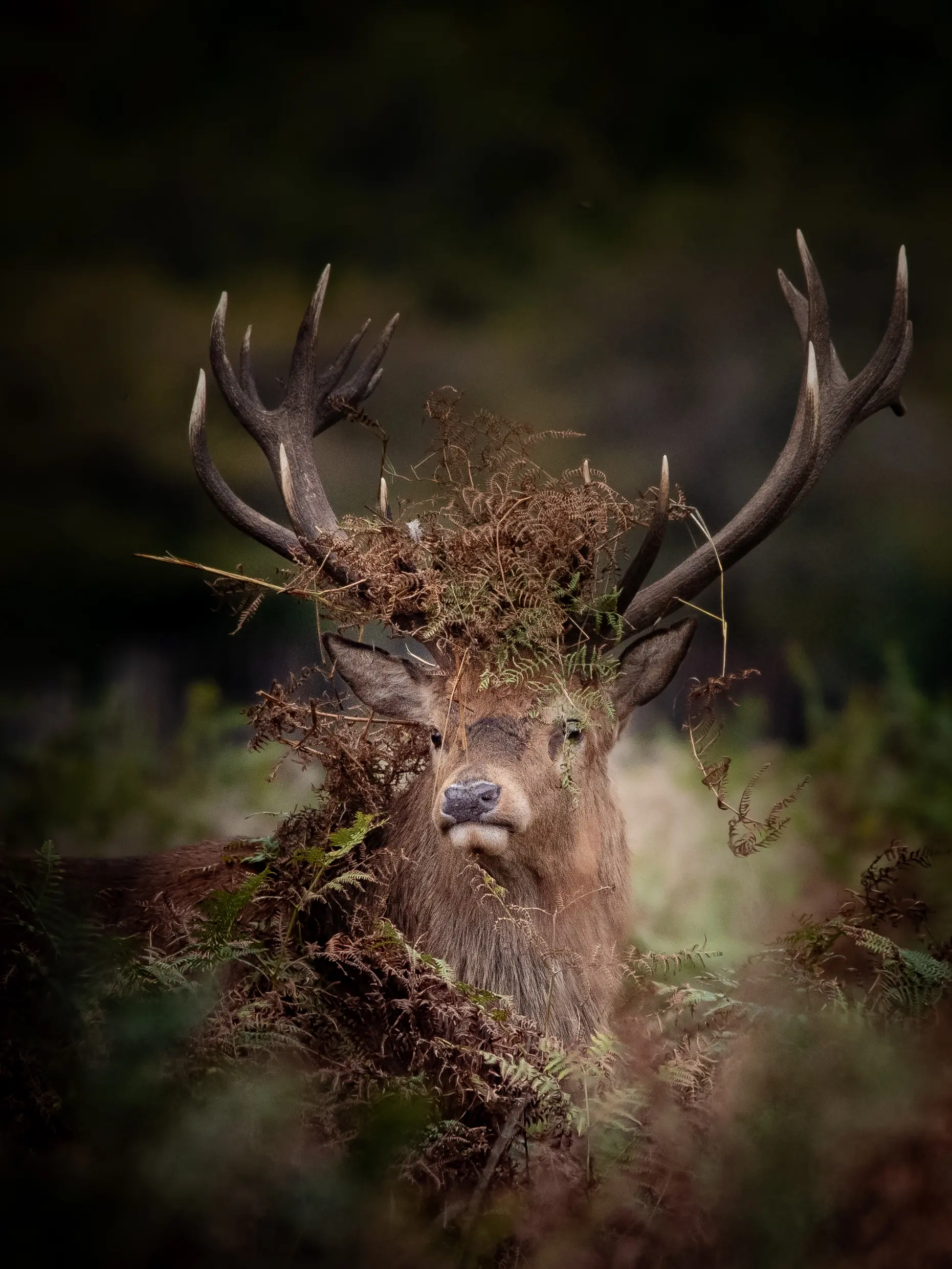 A Crown of Bracken