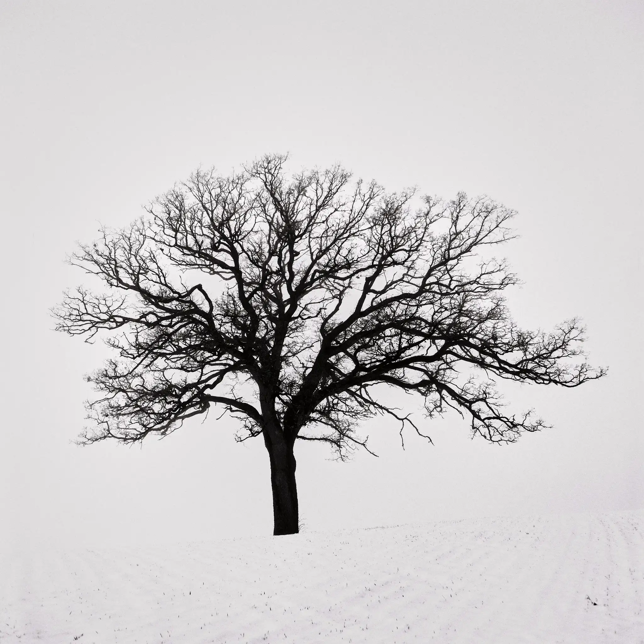 The oak in winter