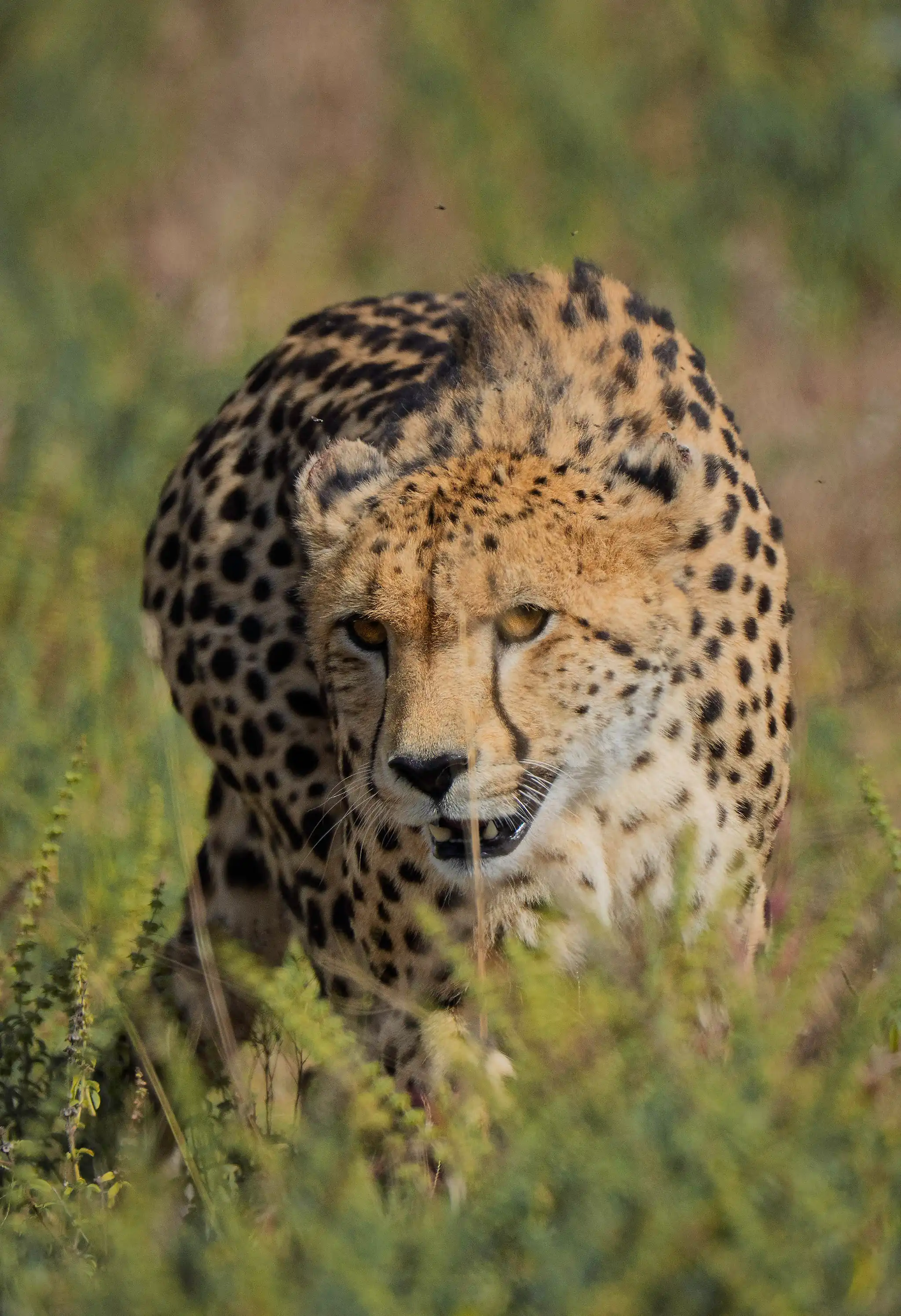 Cheetah hunting