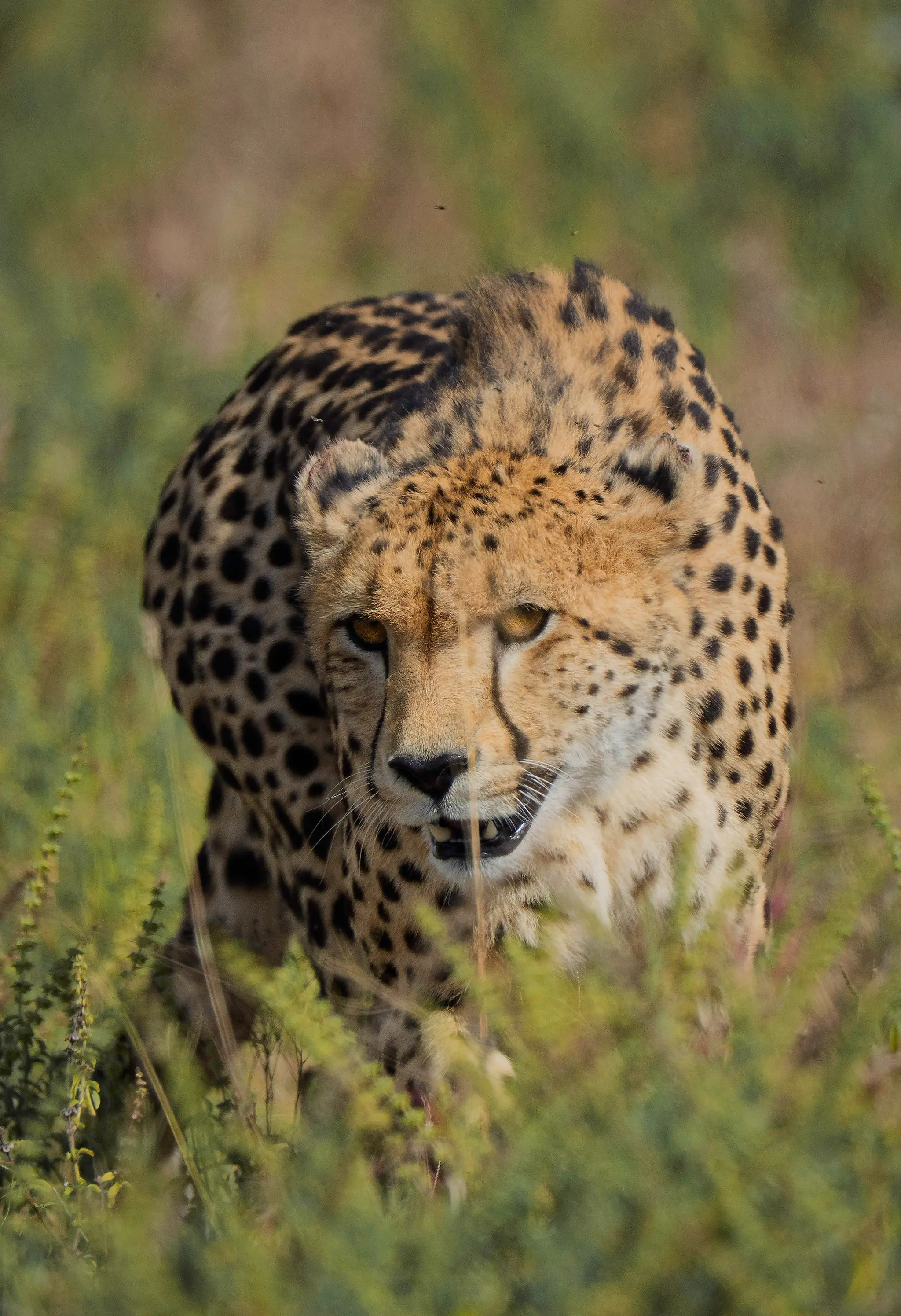 Cheetah hunting
