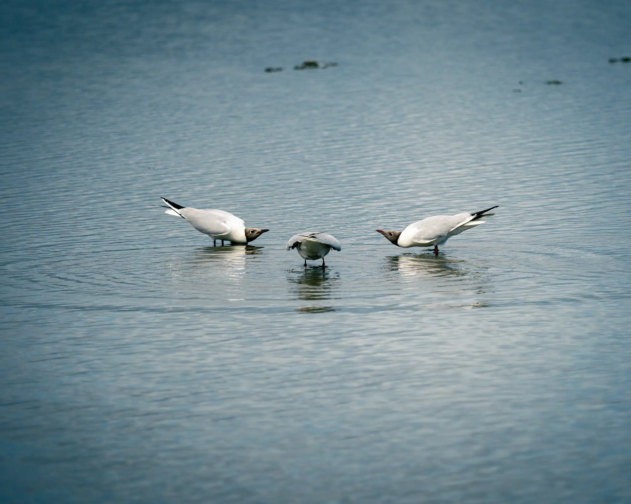 Gulls bowing