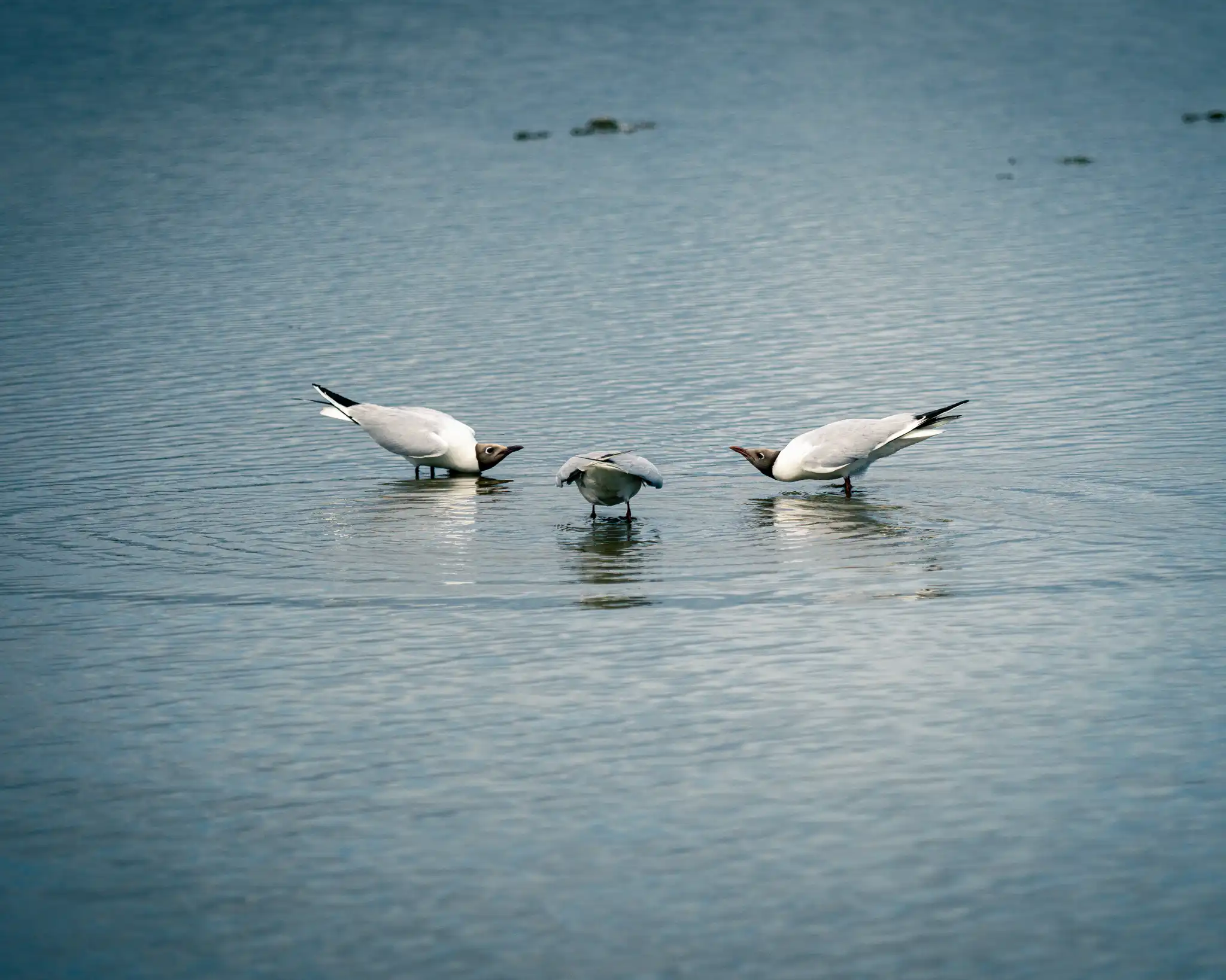 Gulls bowing