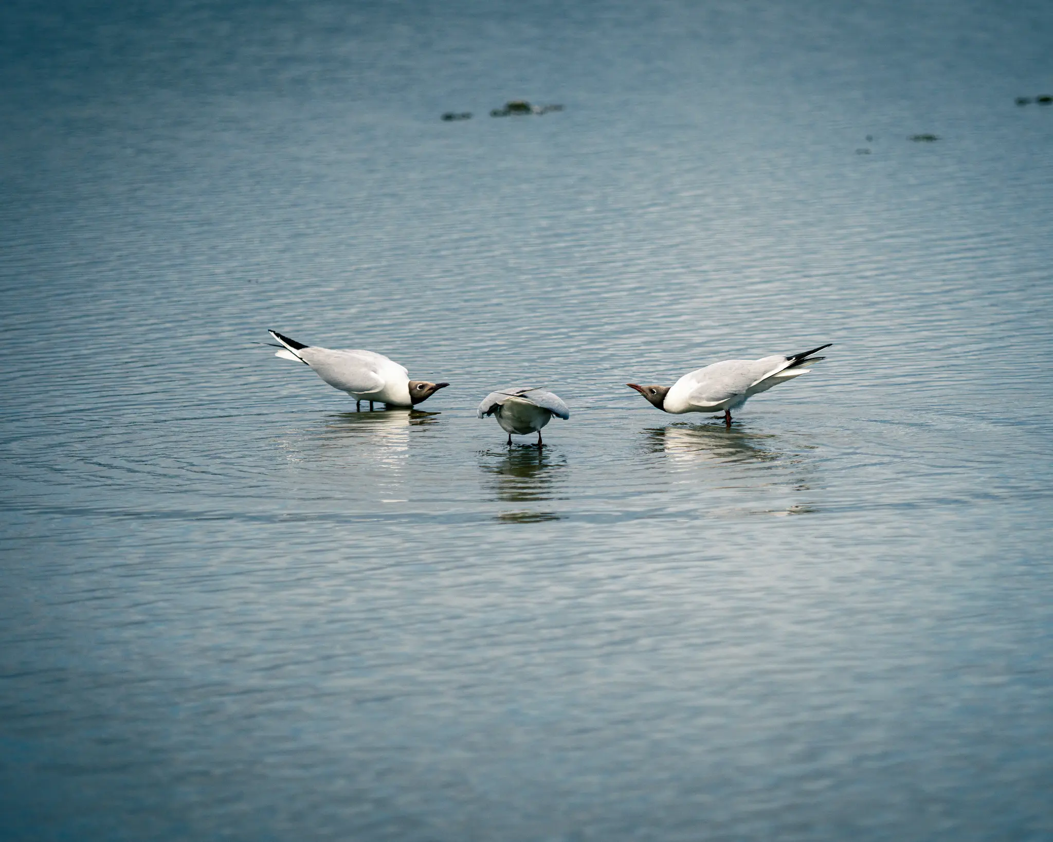Gulls bowing