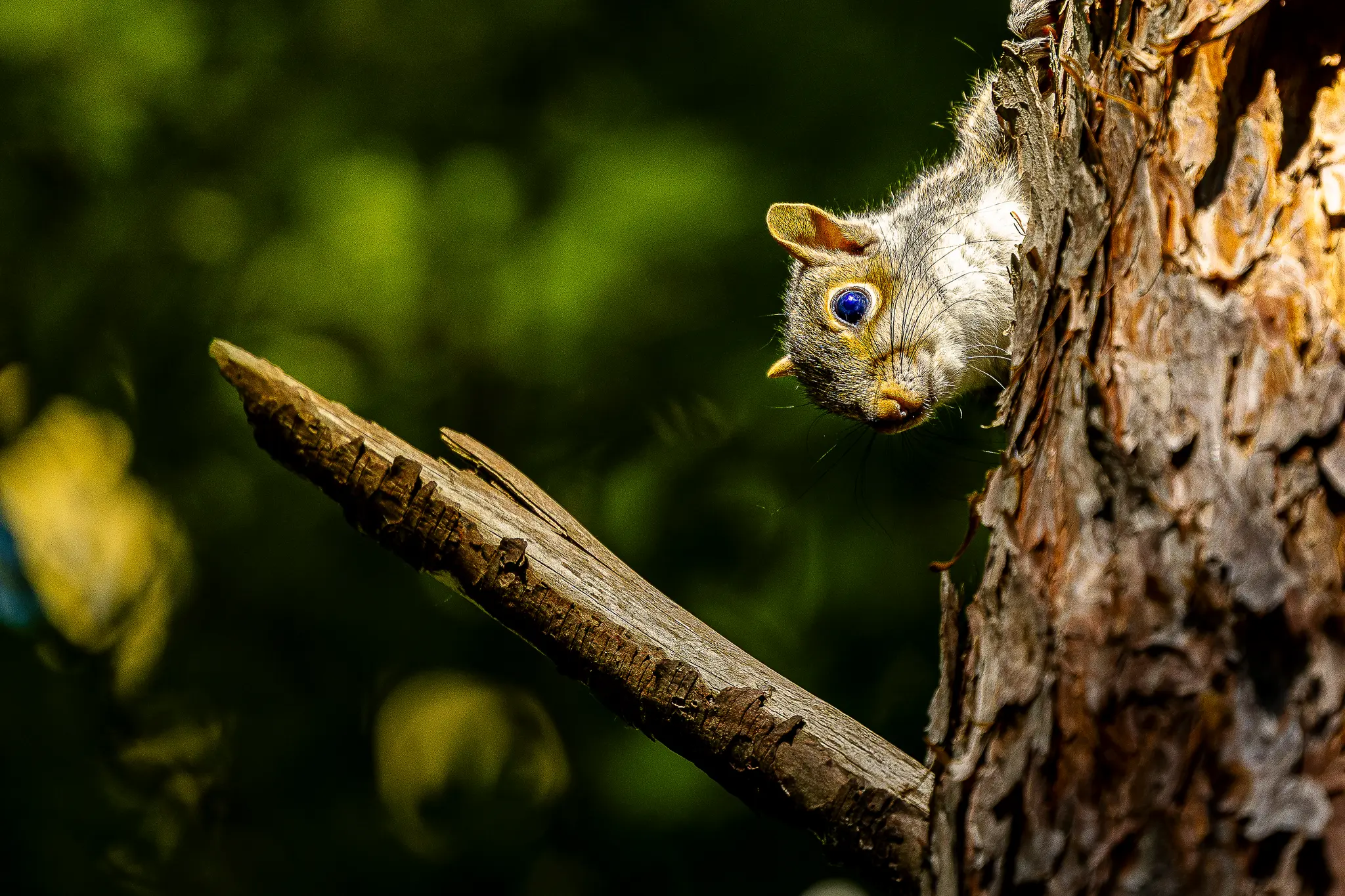 Peeping Squirrel