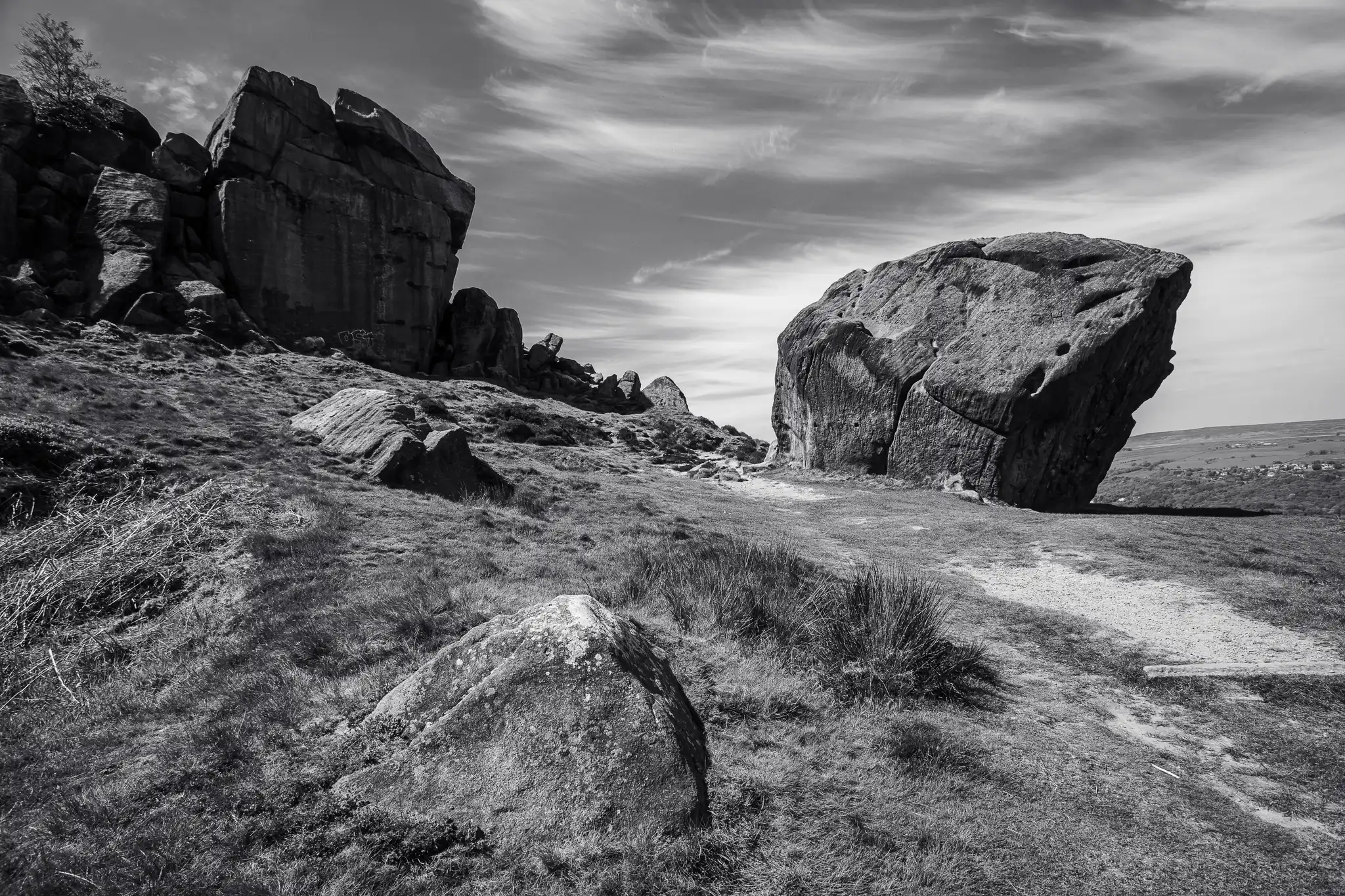Cow and Calf