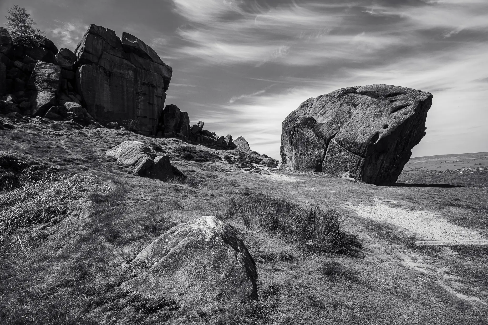 Cow and Calf