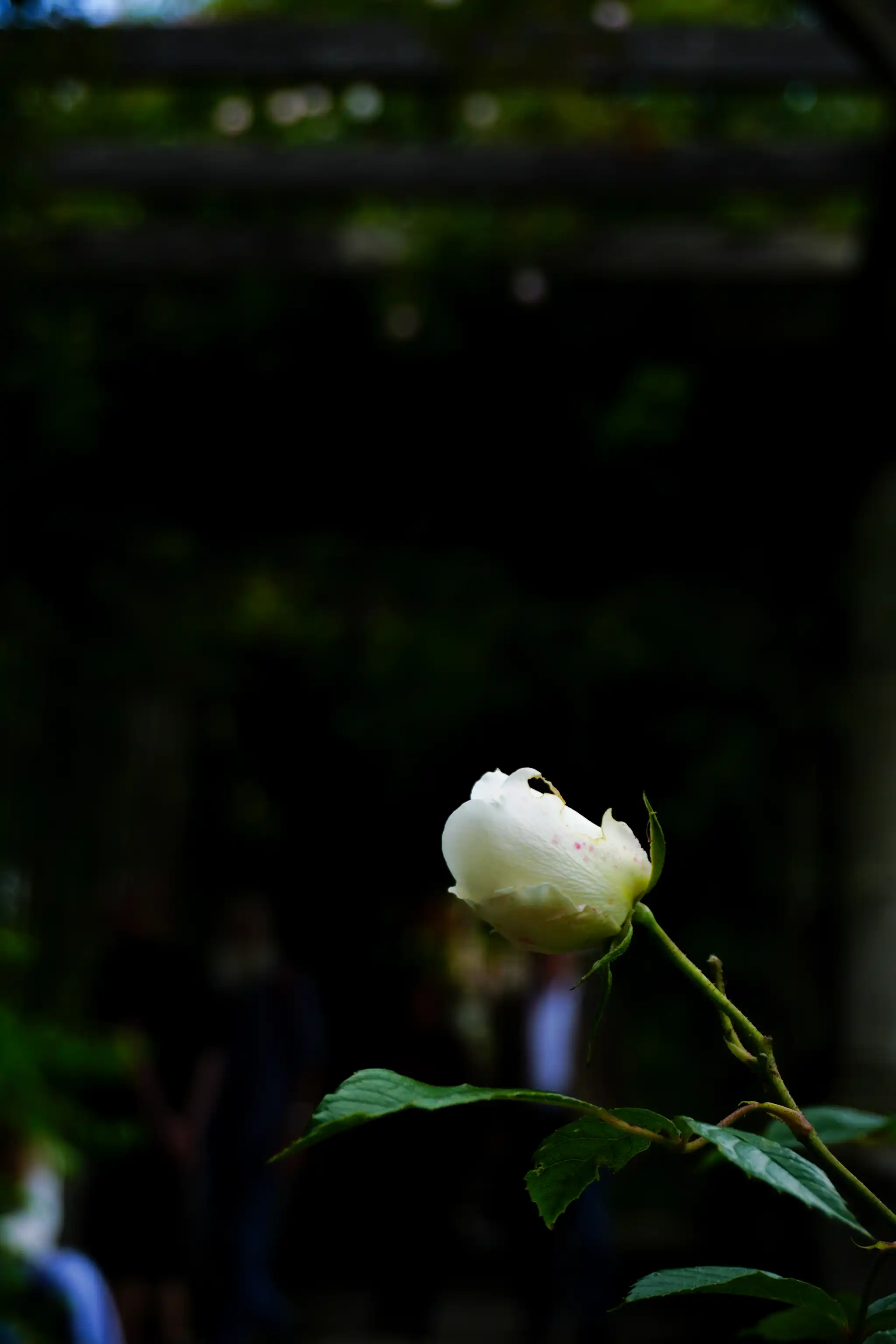 Budding