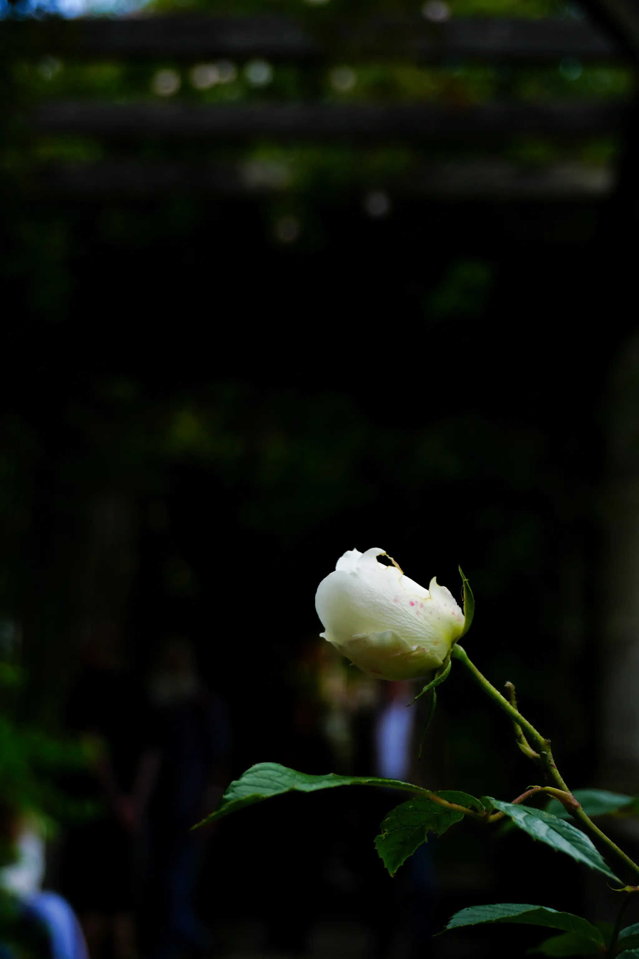 Budding