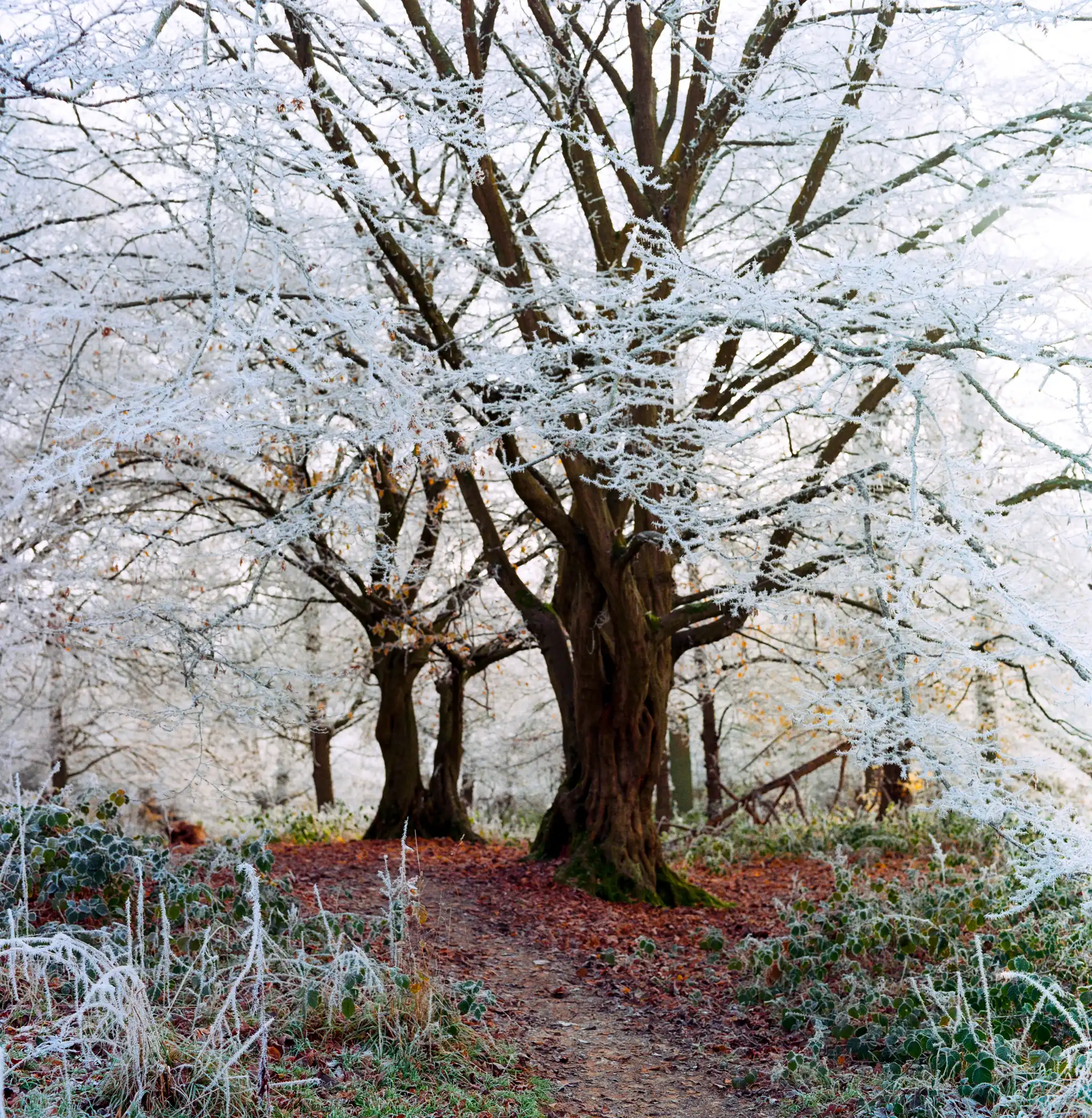 Hoar Frost