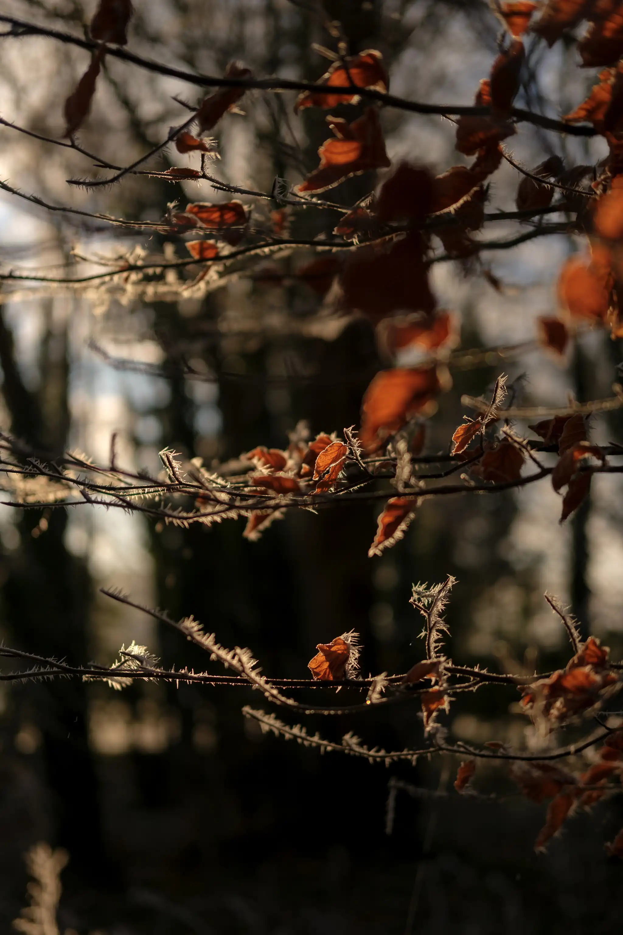Frosty leaves