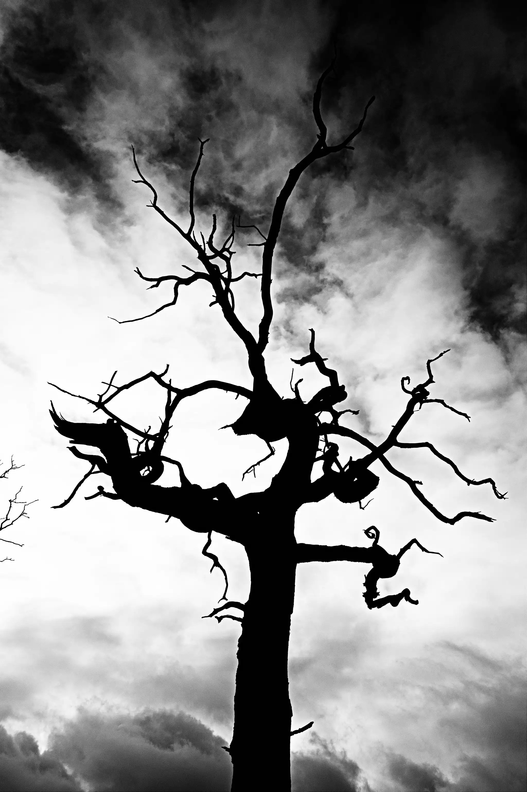 Wild-Dancing Tree