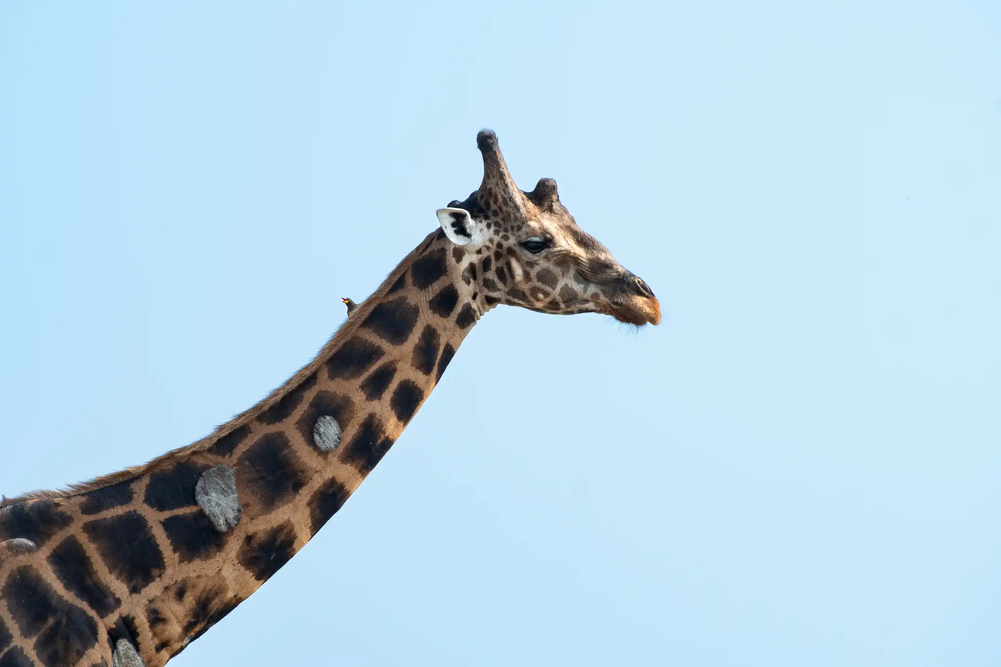 The Laughing Hitchhiker 