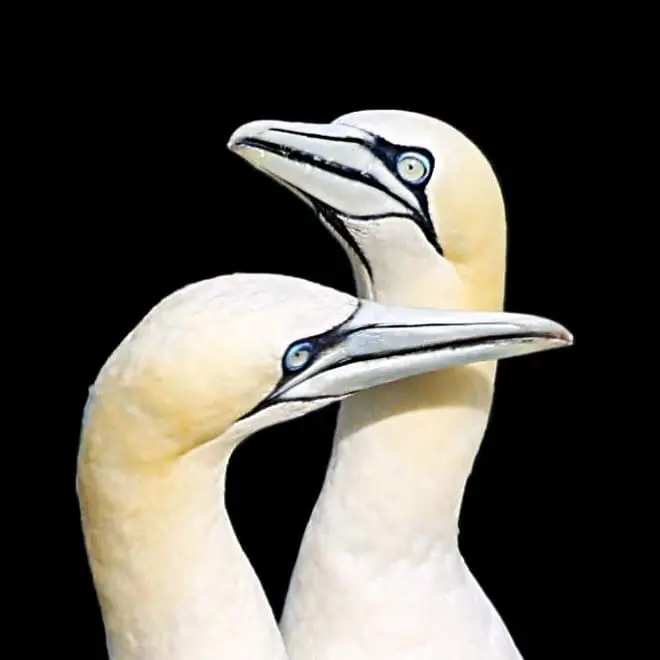 Pair of Gannets 