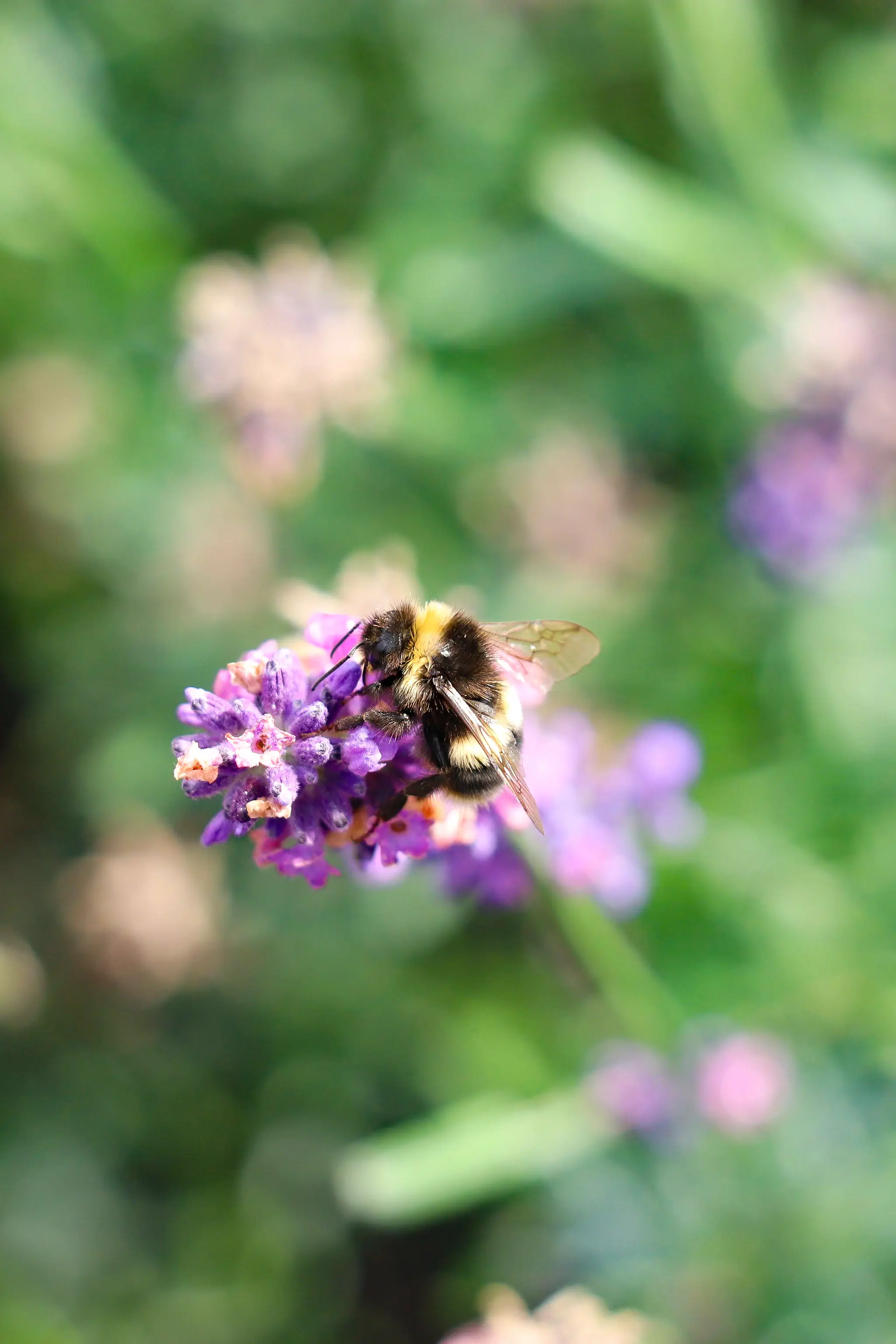 Don't worry, bee happy
