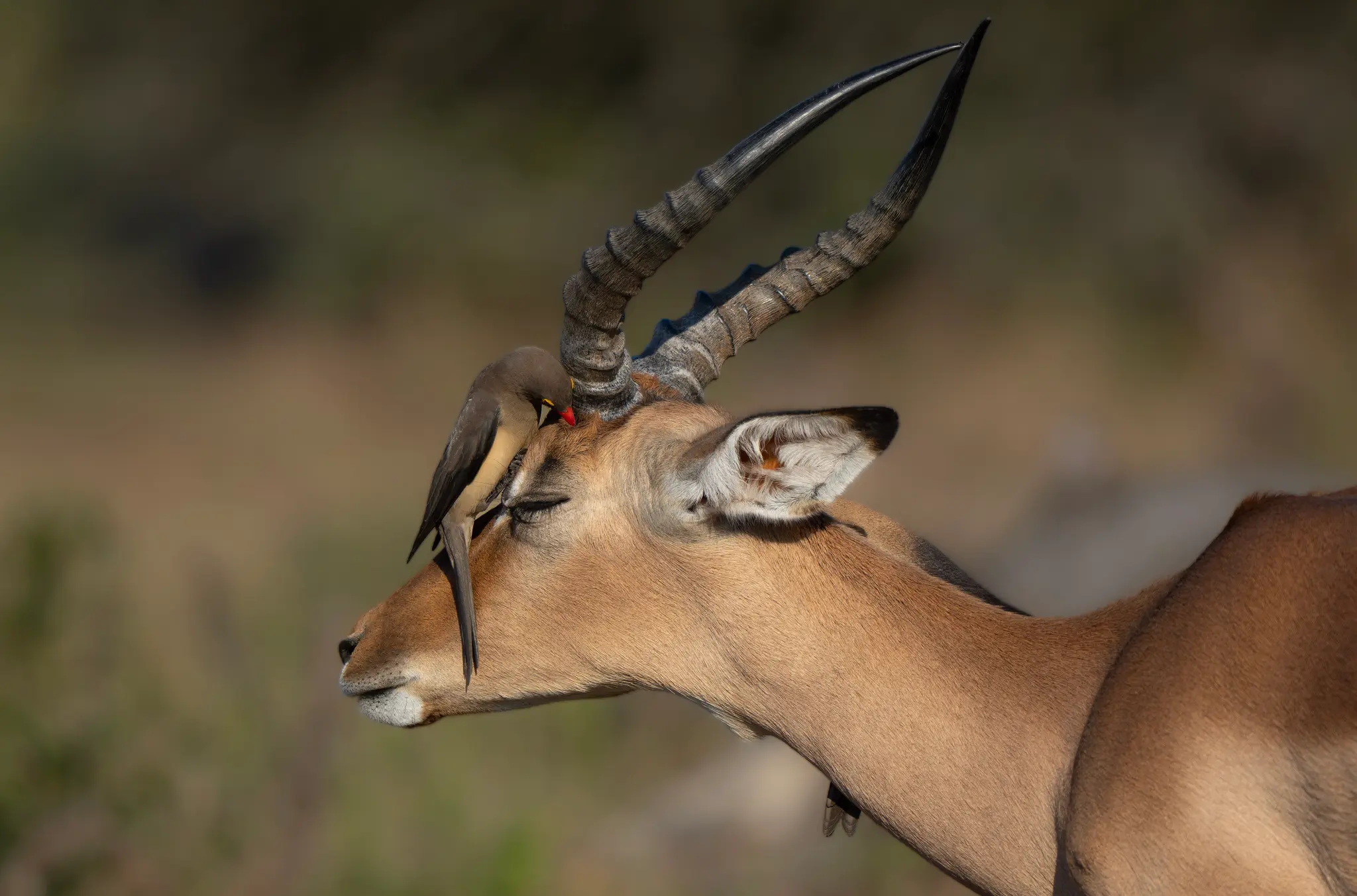 Impala being tended to by an Oxpecker