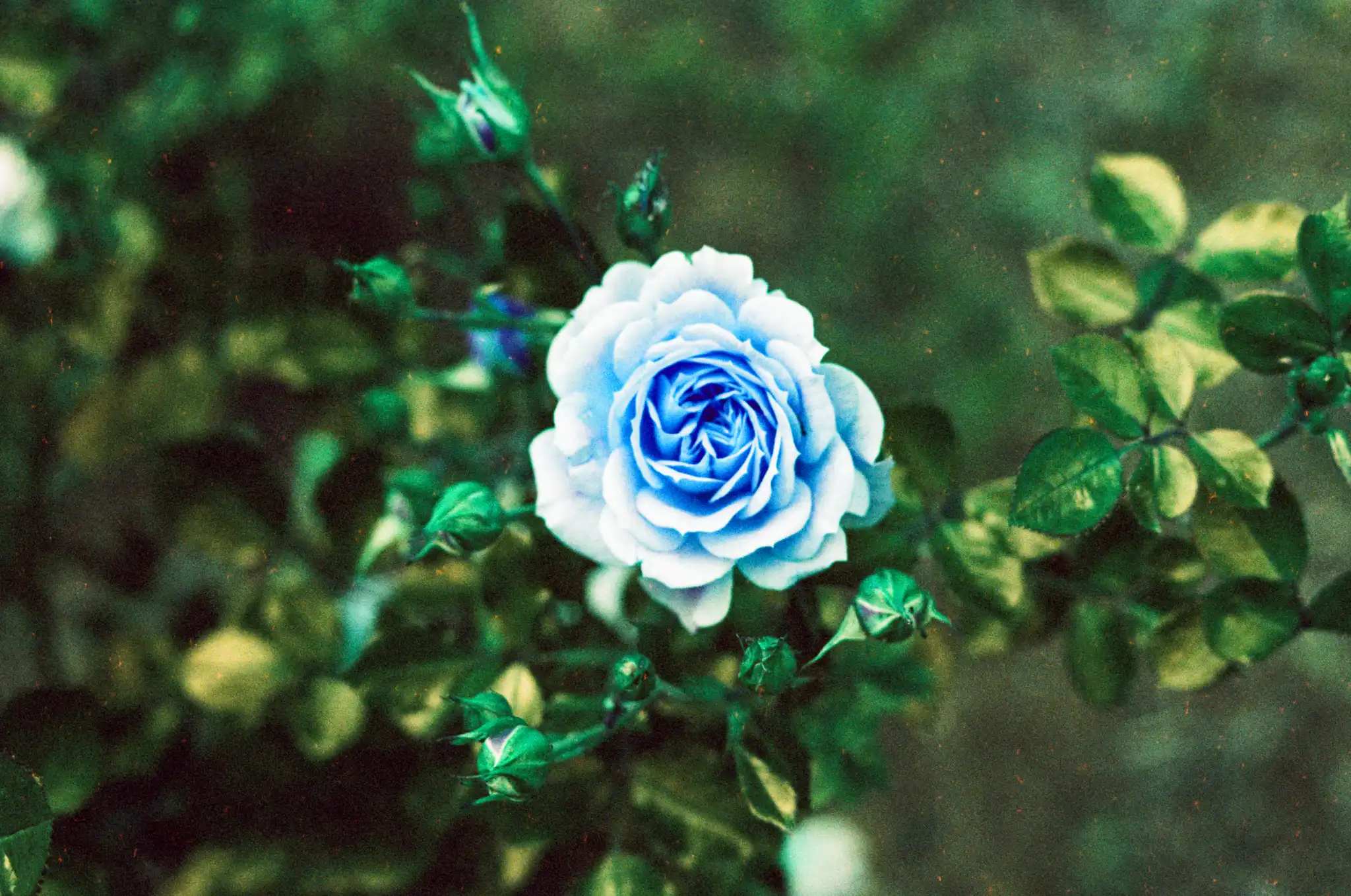 A blue rose in a sea of green