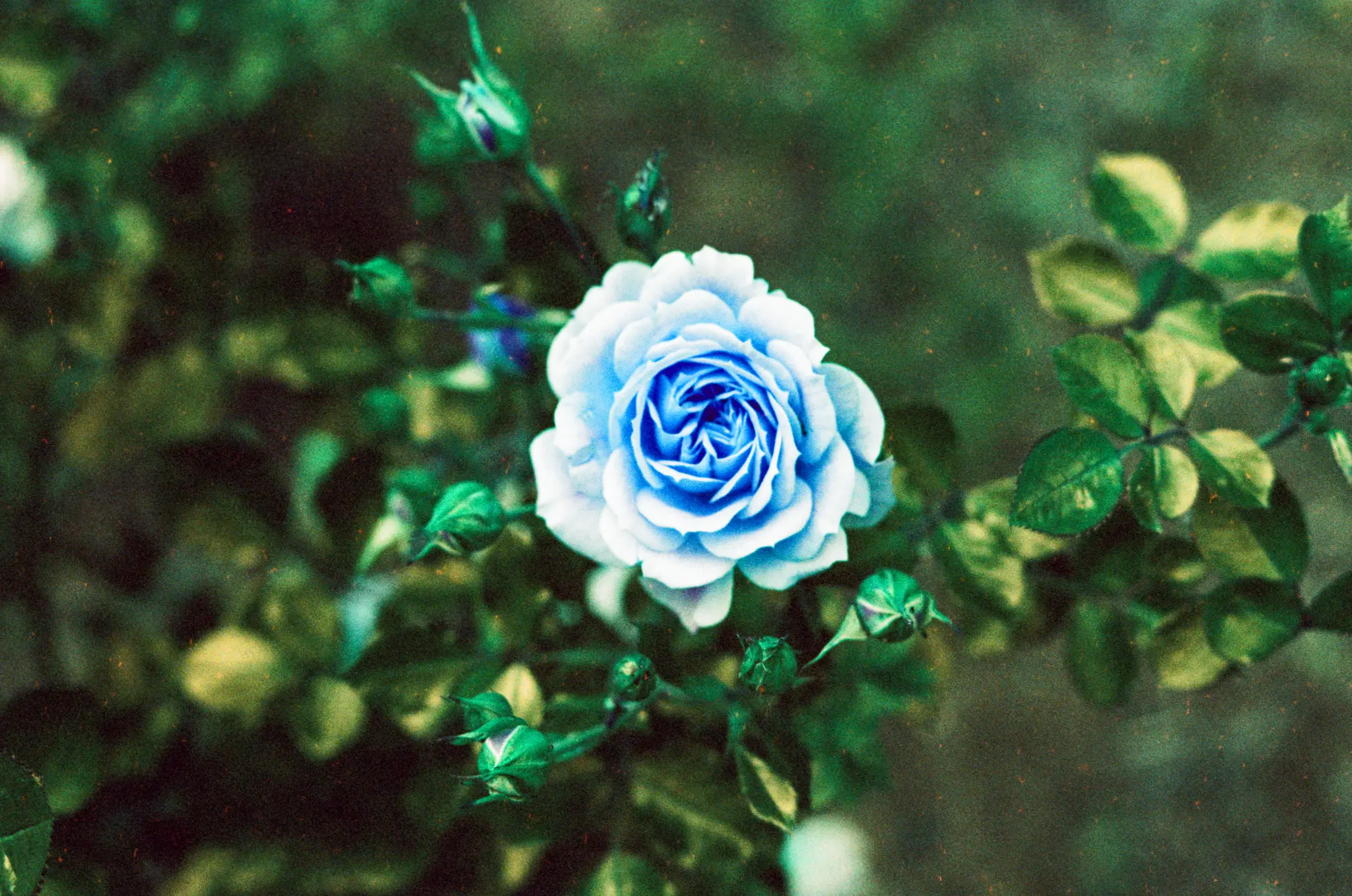 A blue rose in a sea of green