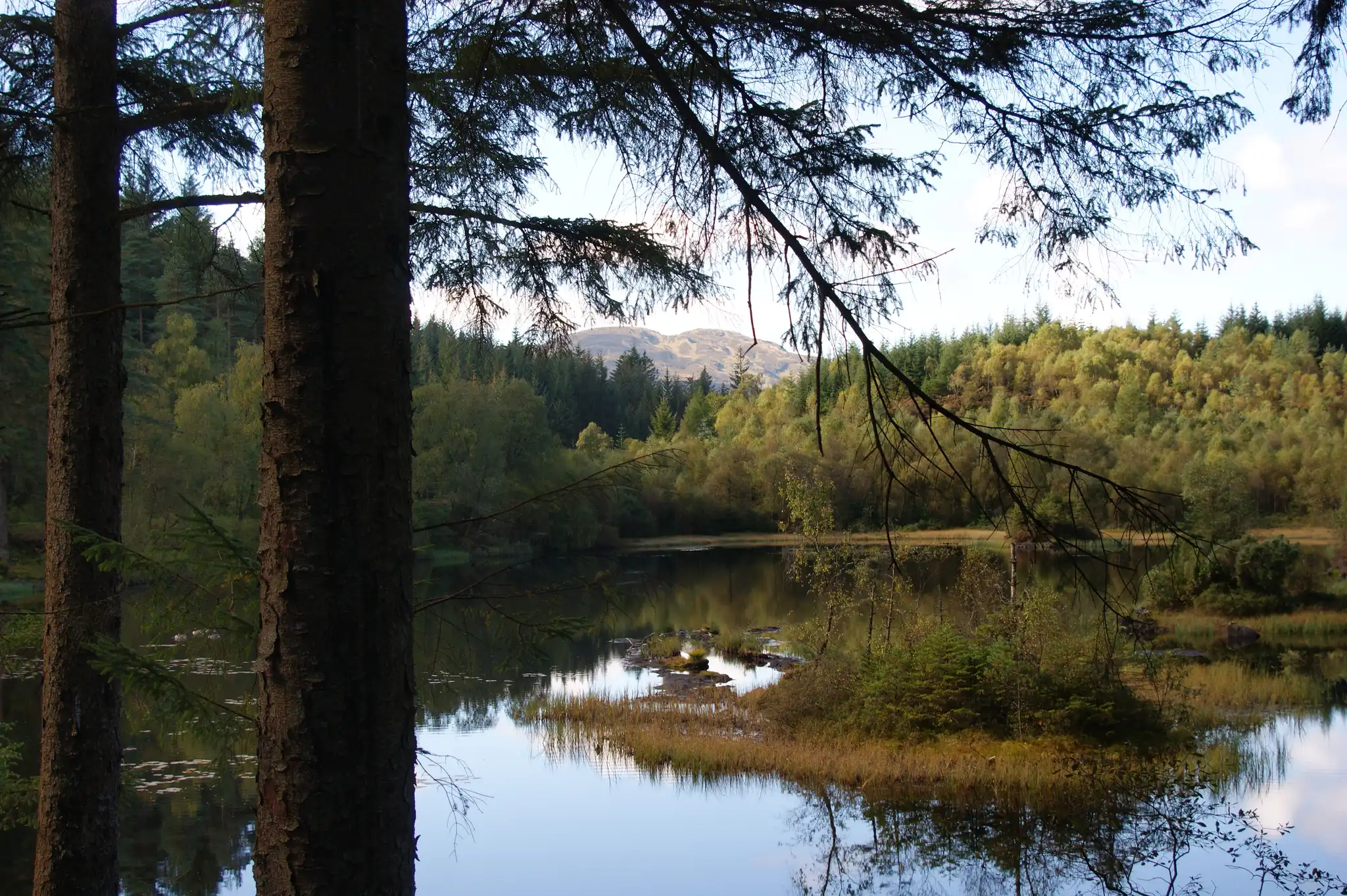 Woodland pond