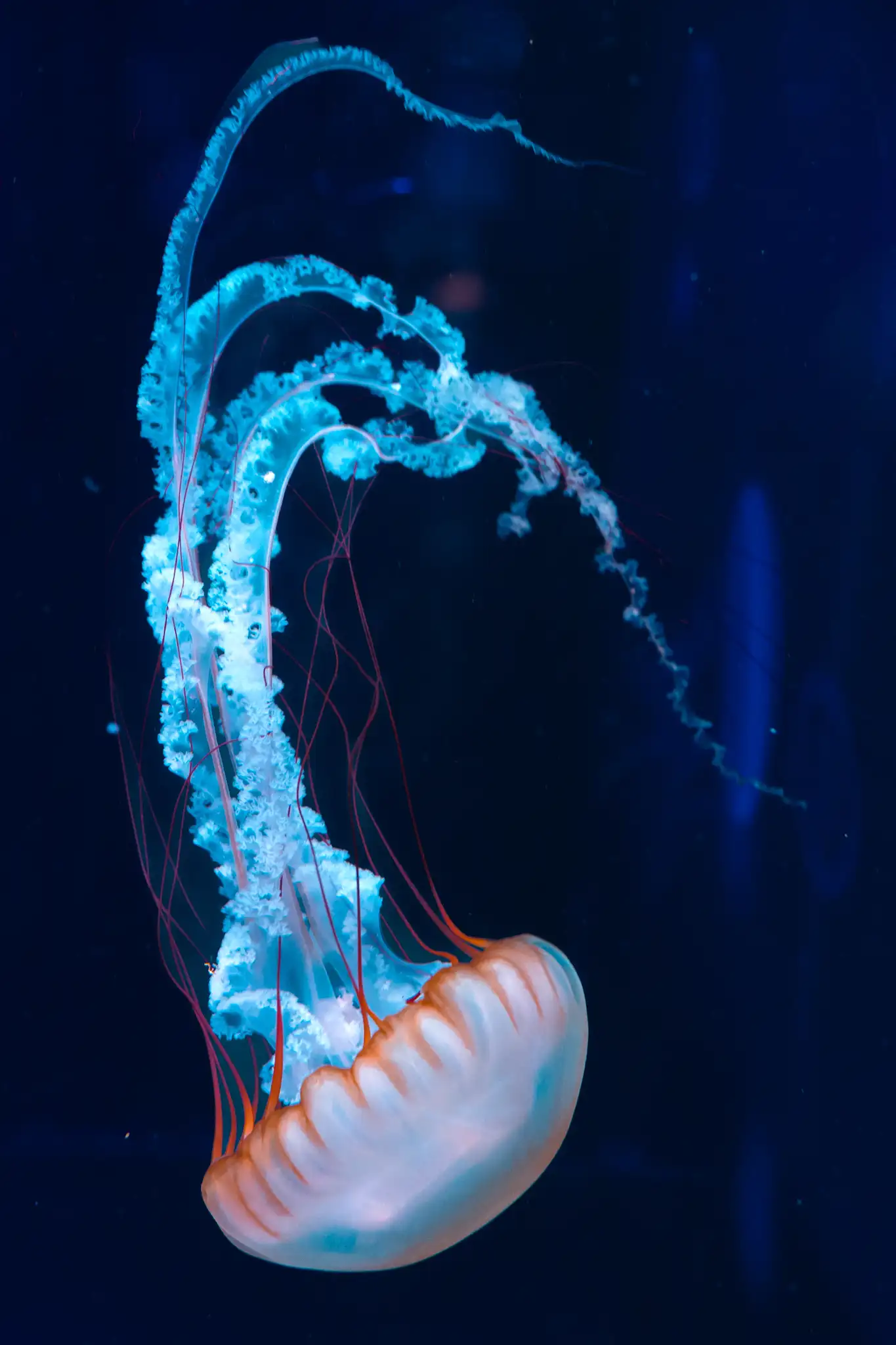 Jellyfish 2.0